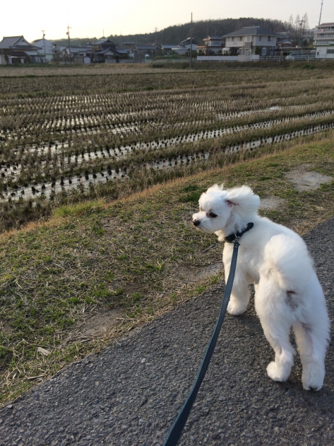 犬と散歩