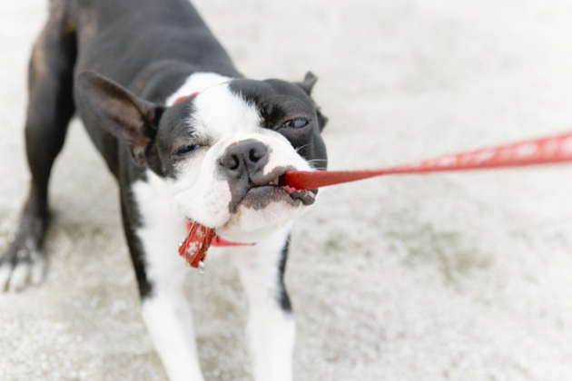 犬の叱り方