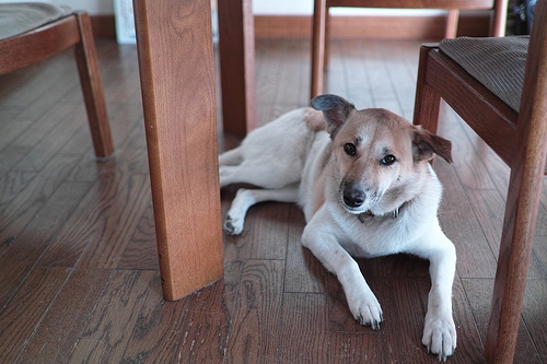 留守番する犬