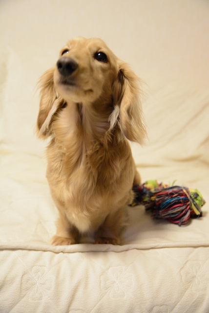 お座りをする犬