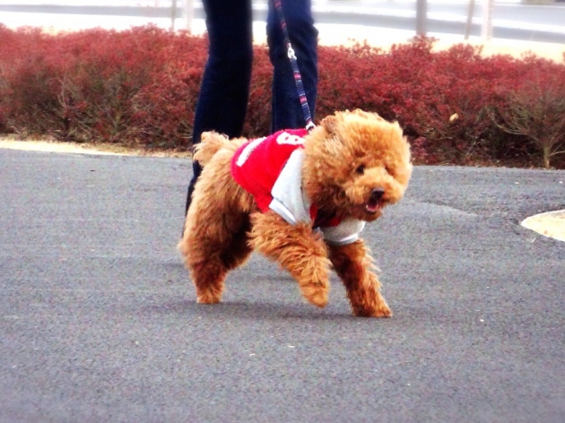 走る犬