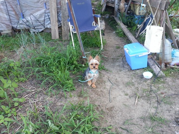 片手を少し上げて座っている犬