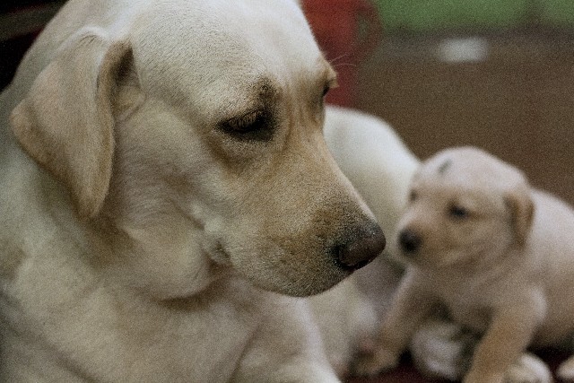 ラブラドール　親子　母犬右　子犬左