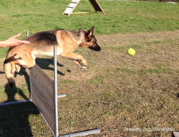 訓練場の犬