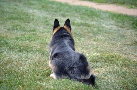 トレーニングされた犬