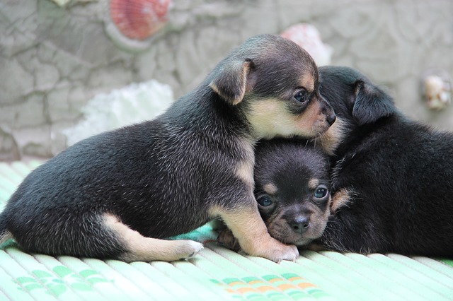 チワワの子犬