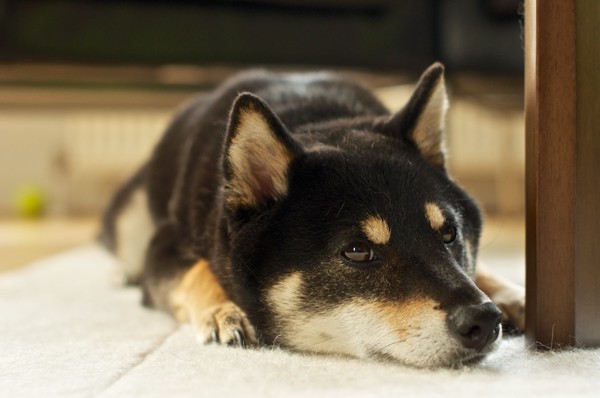 黒柴犬が伏せをしているもの