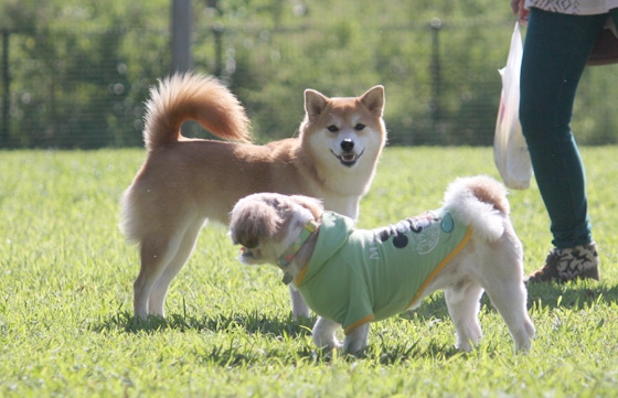 ドッグランで遊ぶ犬