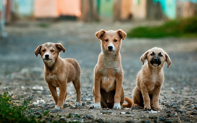 子犬