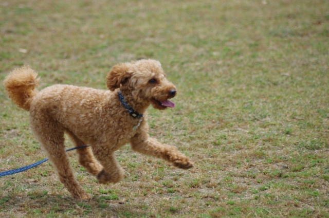 犬の去勢について