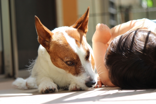 子供と犬