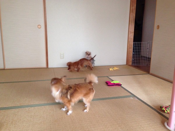 室内で遊ぶ犬