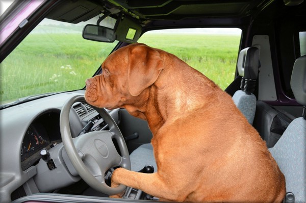 運転席の大型犬