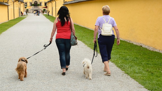 犬の散歩してる人