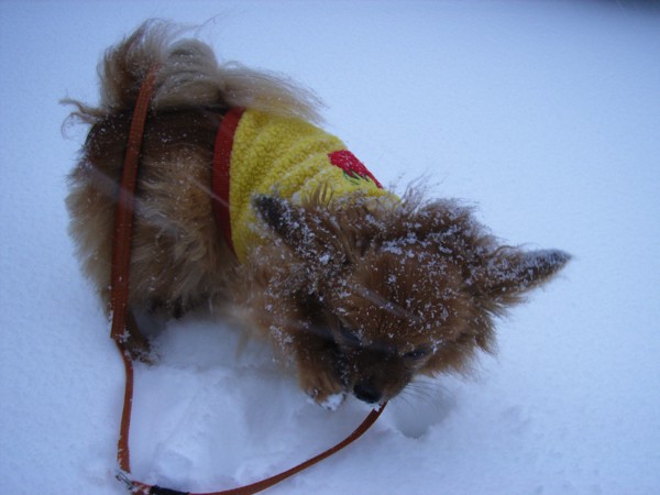 雪の中の黄色いセーター