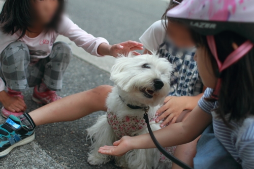 小学生女児に仲間入りしている白犬