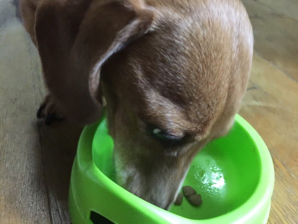 犬が食べている