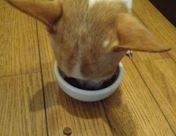 食べる犬