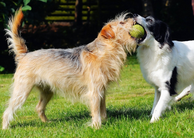 ボールを咥える犬