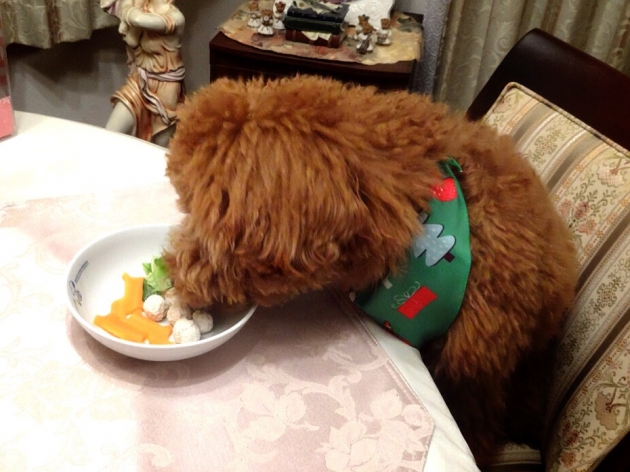 喜んで食べる犬