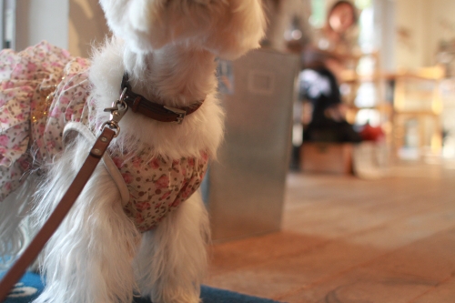 白犬とカフェのお客様