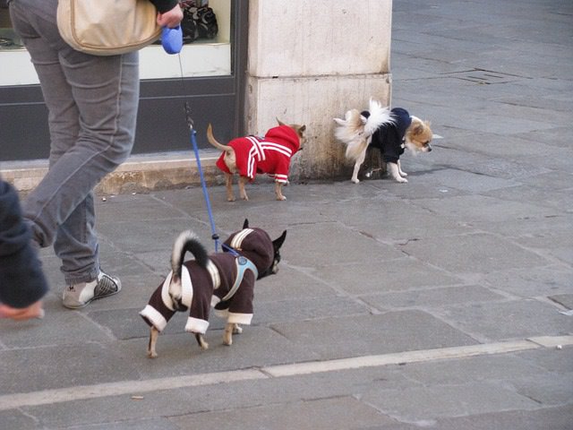 犬を散歩させる人