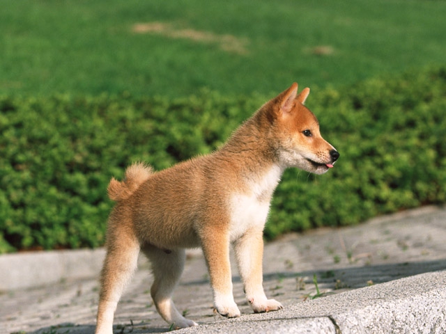 豆柴の子犬横向き