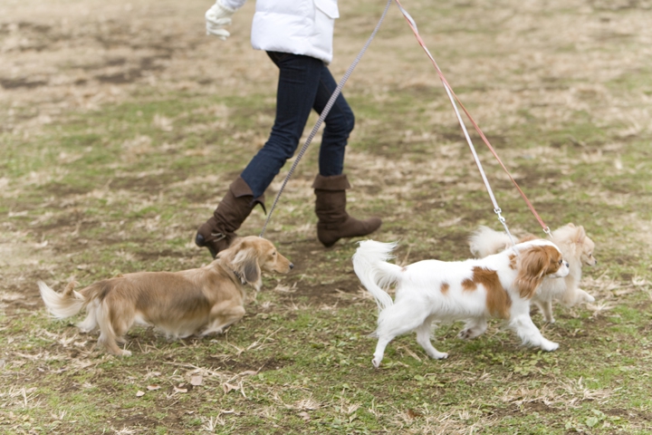 走る犬と飼い主