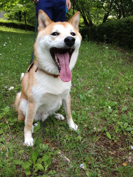 抜け毛の時期が近い柴犬