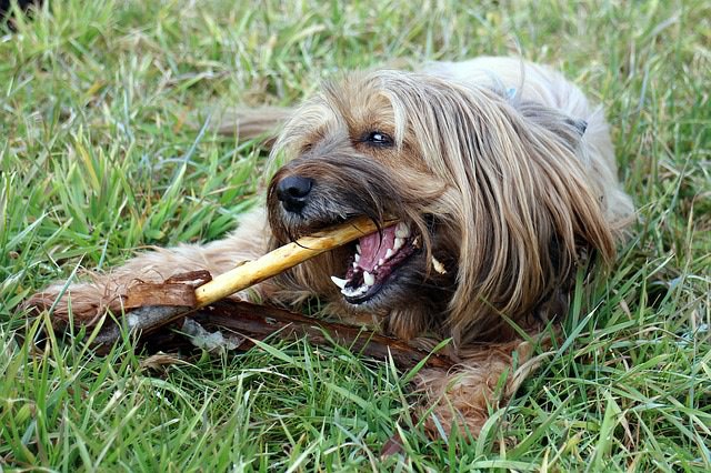 かじる犬