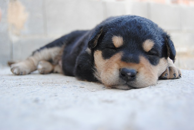 元気のない子犬