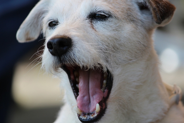 愛犬の匂い対策