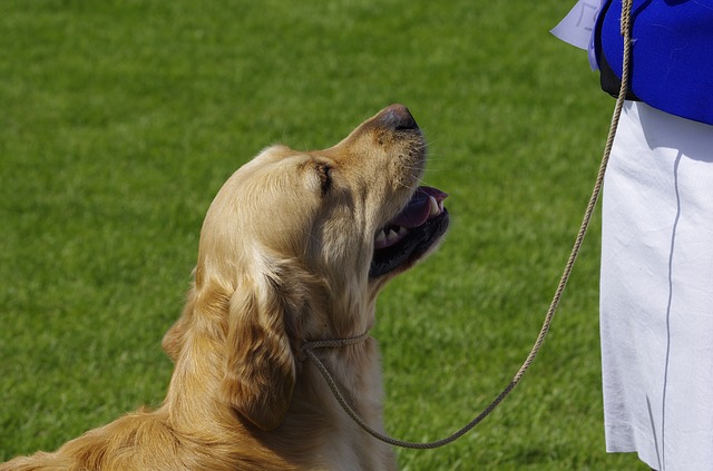 賢い犬が人を見ている