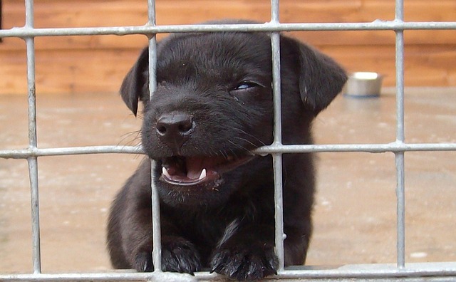 ケージ内の子犬