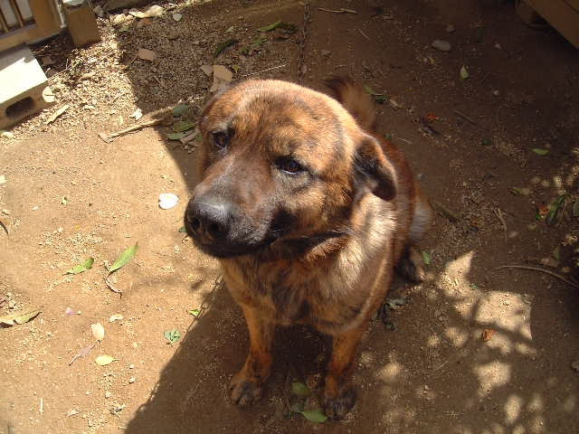 お座りしている犬