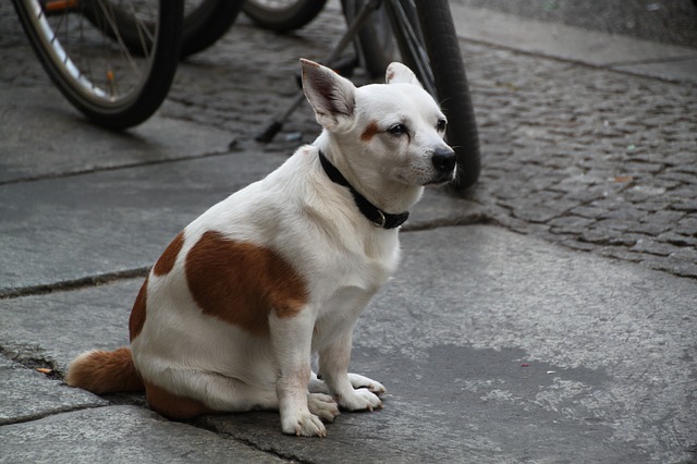 大人しく座る犬