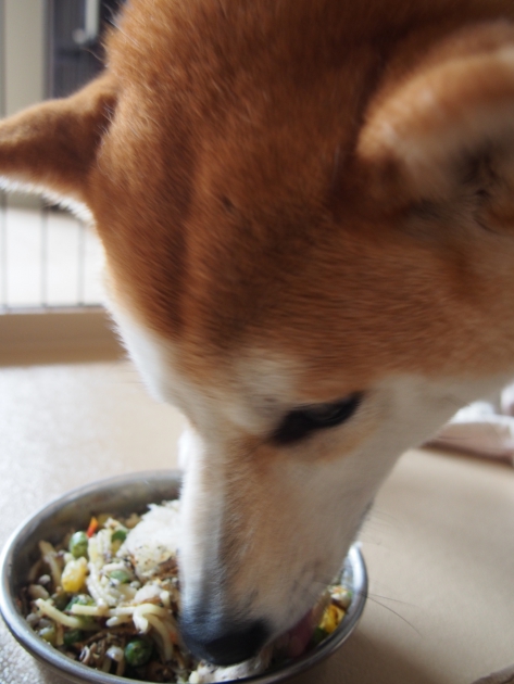 パスタを食べる愛犬