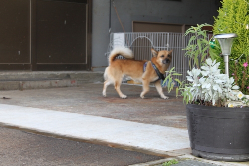 外飼いの犬