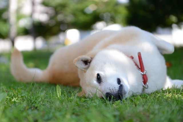 犬の痙攣について