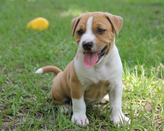 草むらの犬