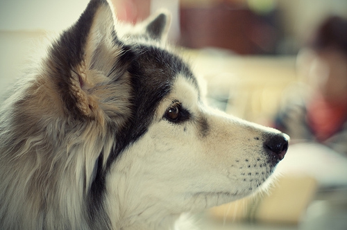 しゃっくりが出る犬