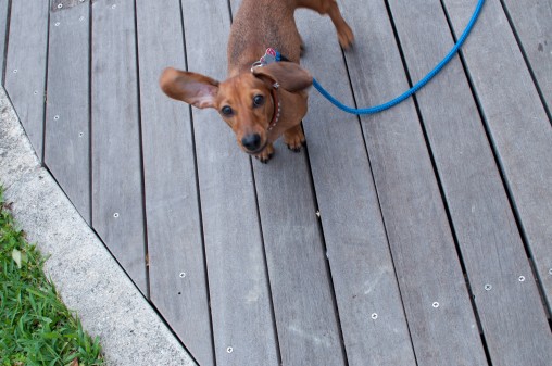 散歩中の犬