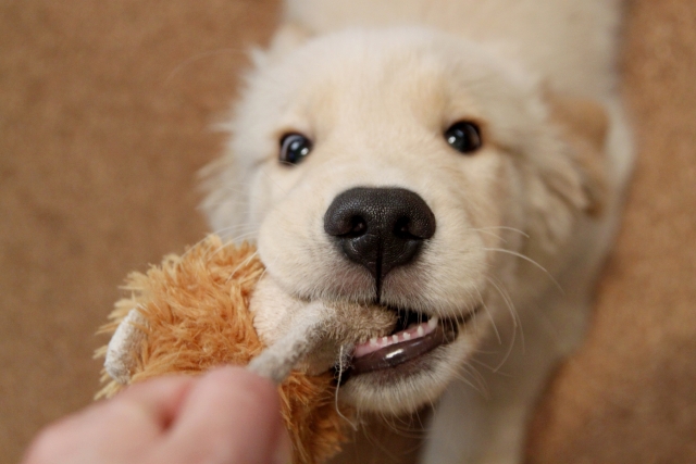 ロープを引っ張る仔犬