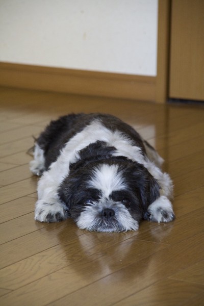 寝そべる犬