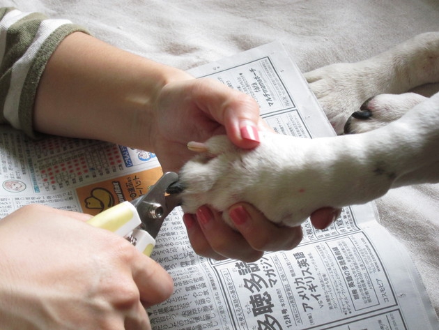 犬の爪切り