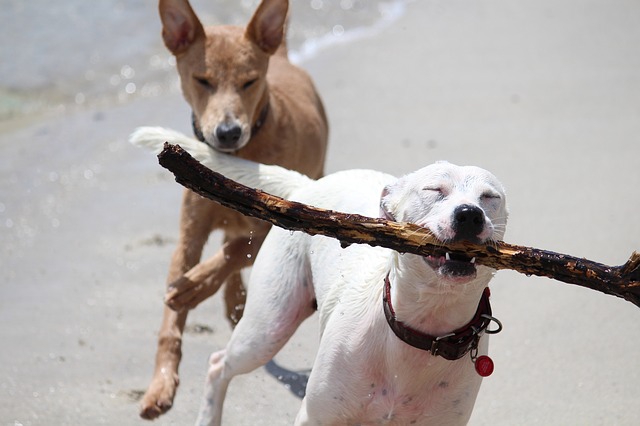 棒を噛む犬