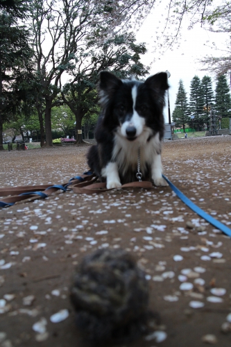 ロングリードをつけた犬