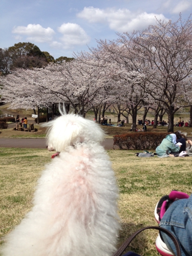 リードを付けた犬