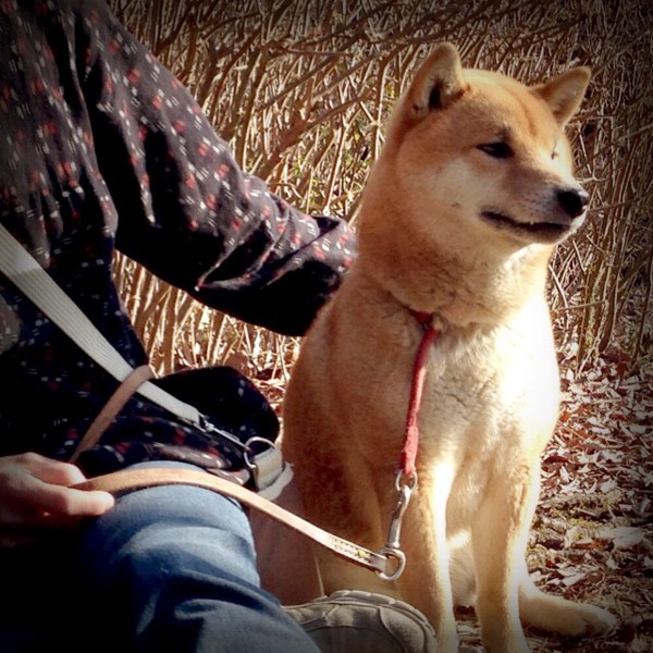 飼い主と柴犬