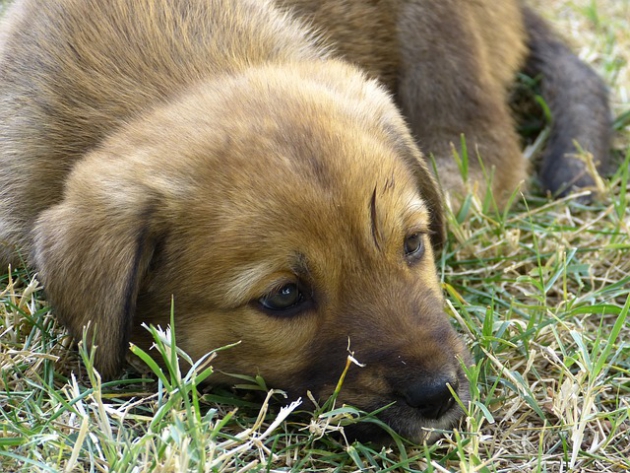 元気のない犬